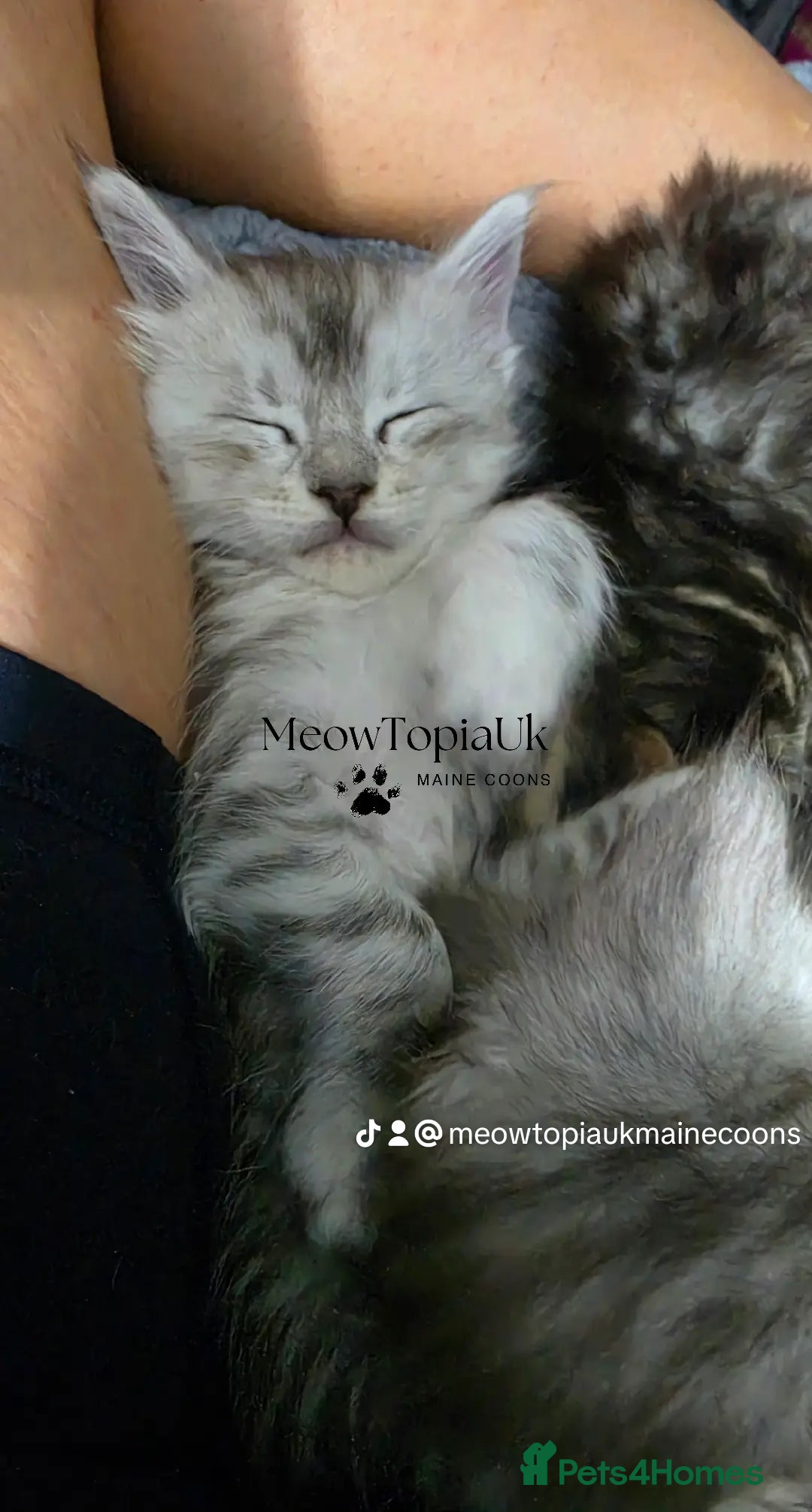 Maine Coon cats   Tica registered pedigree mainecoon kittens  - Advert 8