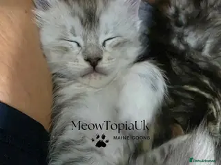 Maine Coon cats Tica registered pedigree mainecoon kittens - Advert 8