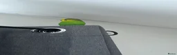 Parakeets birds for sale: Male budgie in Strabane - Advert 3