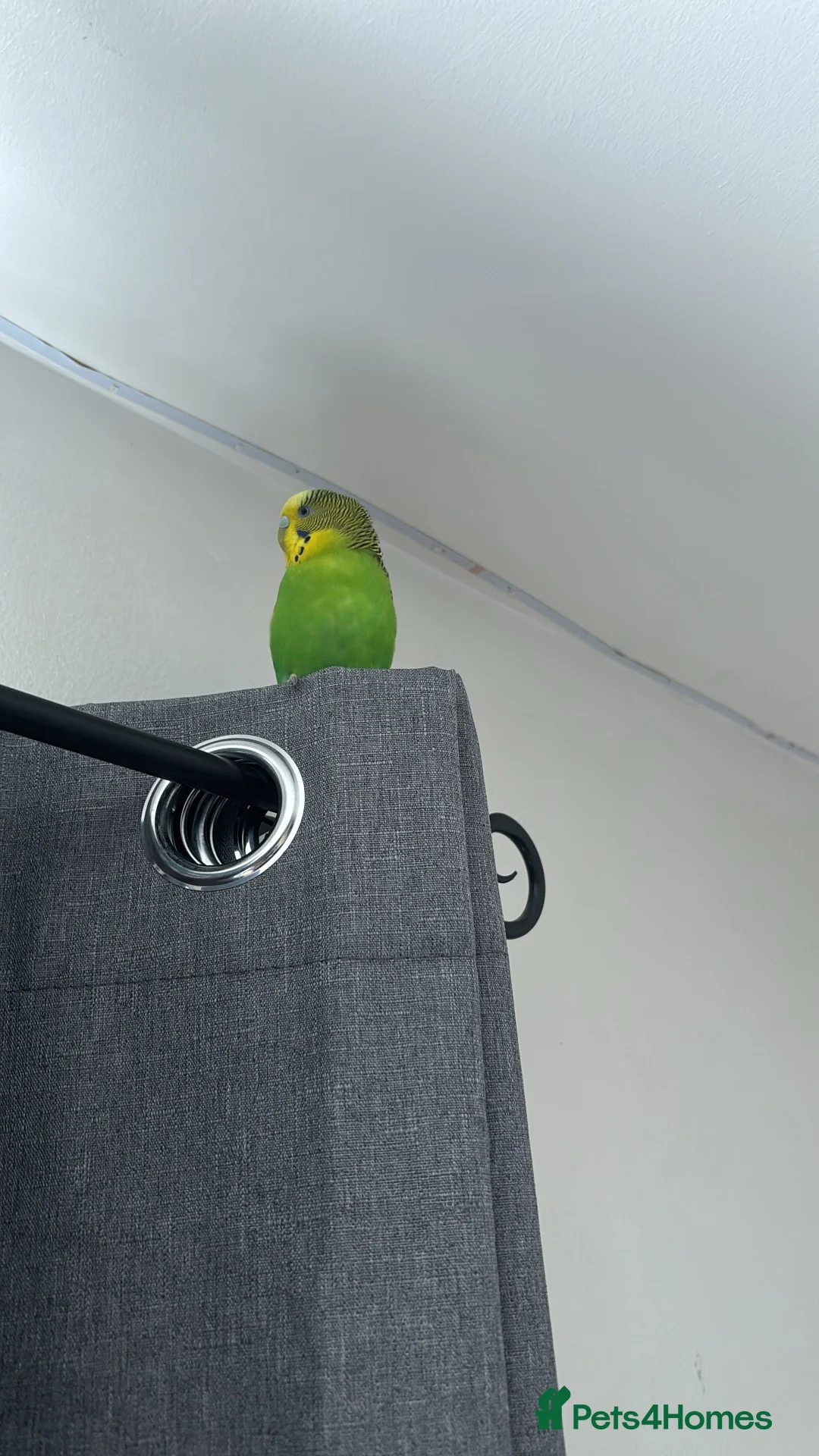 Parakeets birds for sale: Male budgie in Strabane - Advert 3