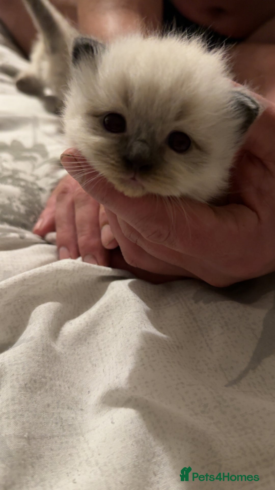 Ragdoll cats for sale: 5 beautiful ragdoll kittens - Advert 7