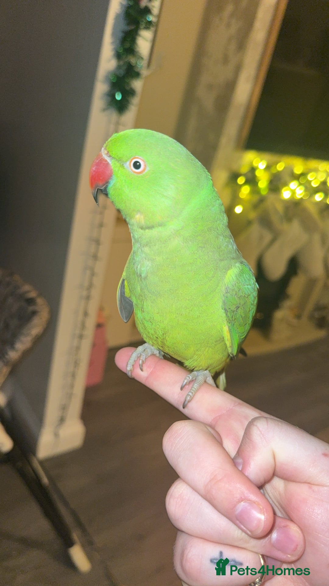 Ringnecks birds for sale: Indian ring neck  - Advert 1