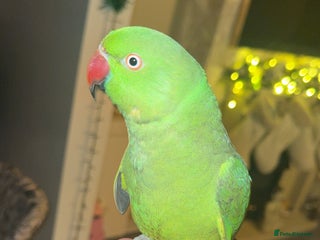 Ringnecks birds Indian ring neck - Advert 1