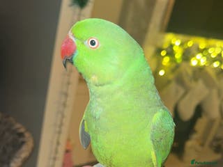 Ringnecks birds Indian ring neck - Advert 3