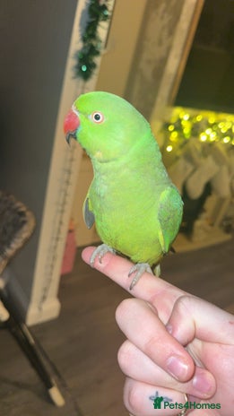 Ringnecks birds Indian ring neck - Advert 14