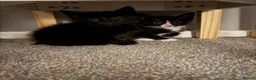 British Shorthair cats for sale: Kittens for sale. - Advert 7