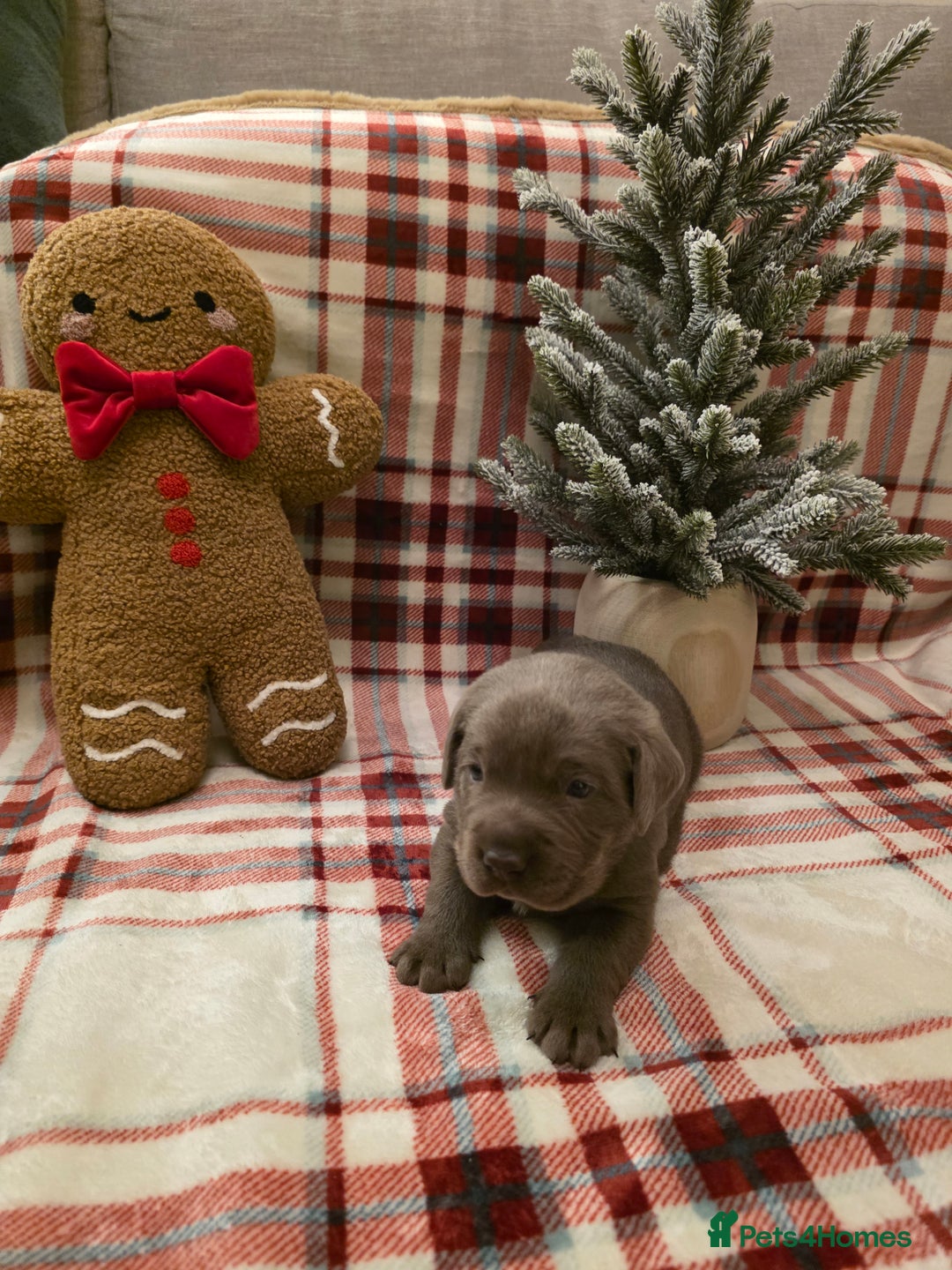 Labrador Retriever dogs for sale: Silver Labrador Puppies For Sale - Advert 21