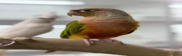 Conures birds for sale: Pineapple conure and green cheek conure  - Advert 5