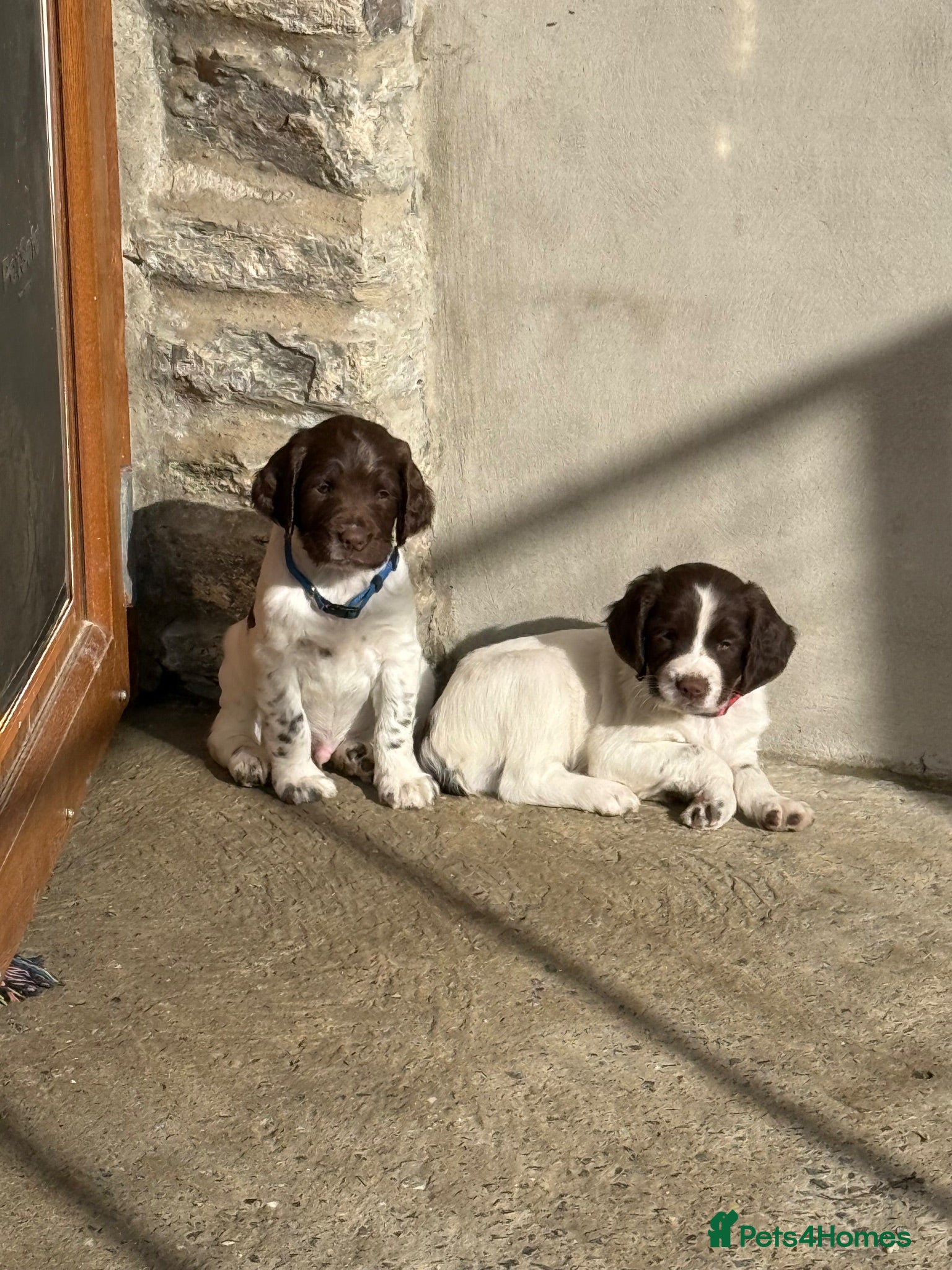 English Springer Spaniel dogs Springer spaniel puppies  - Advert 2