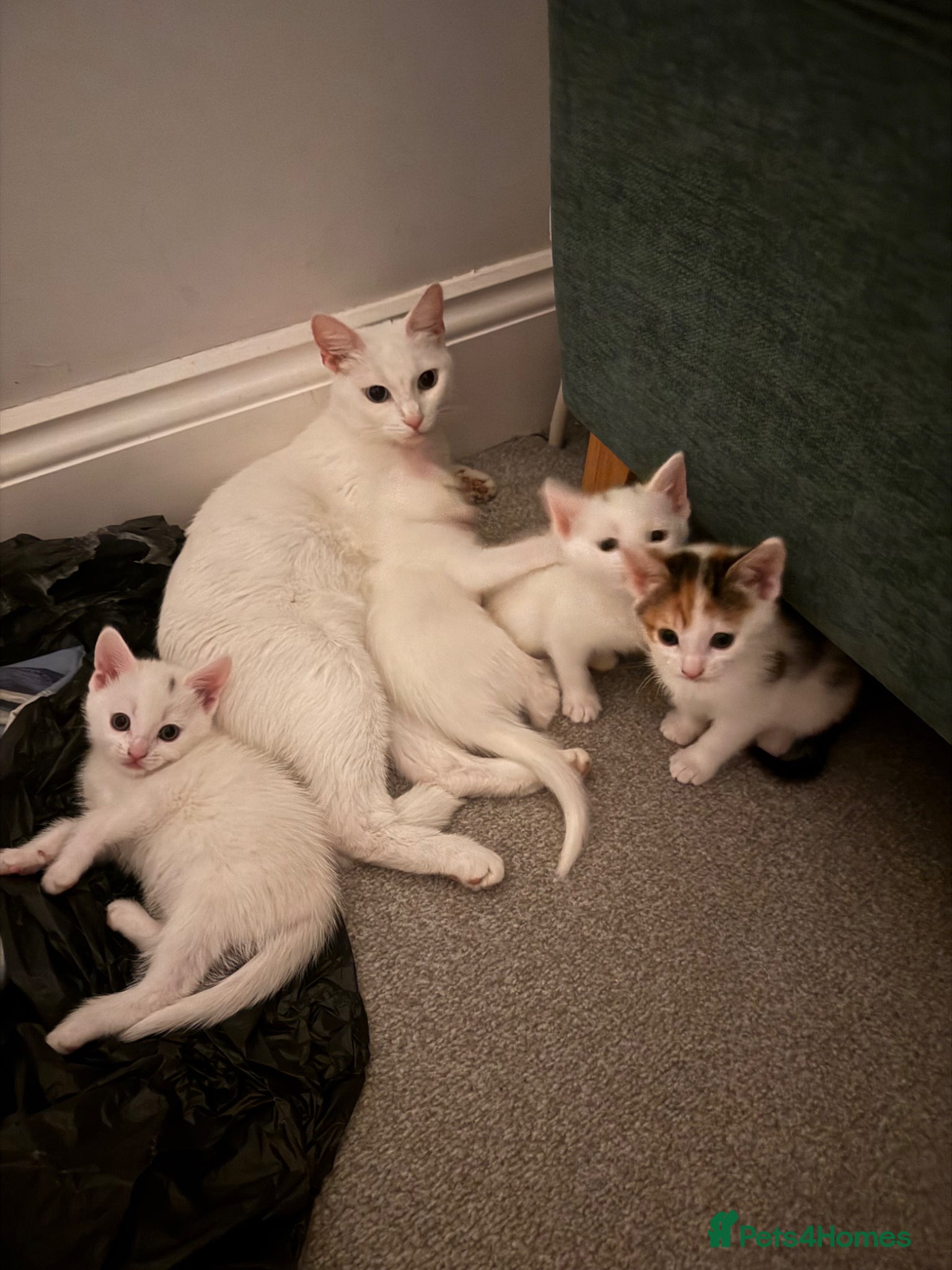 Mixed Breed cats Kittens  - Advert 1