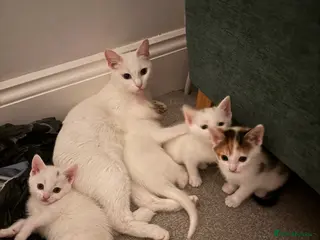 Mixed Breed cats Kittens - Advert 1