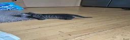 Mixed Breed cats for sale: 5 BEAUTIFUL KITTENS  in Derby - Advert 18