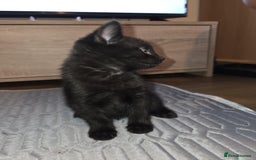 British Shorthair cats for sale: 🐱 KITTENS FOR SALE 🐱 - Image 3