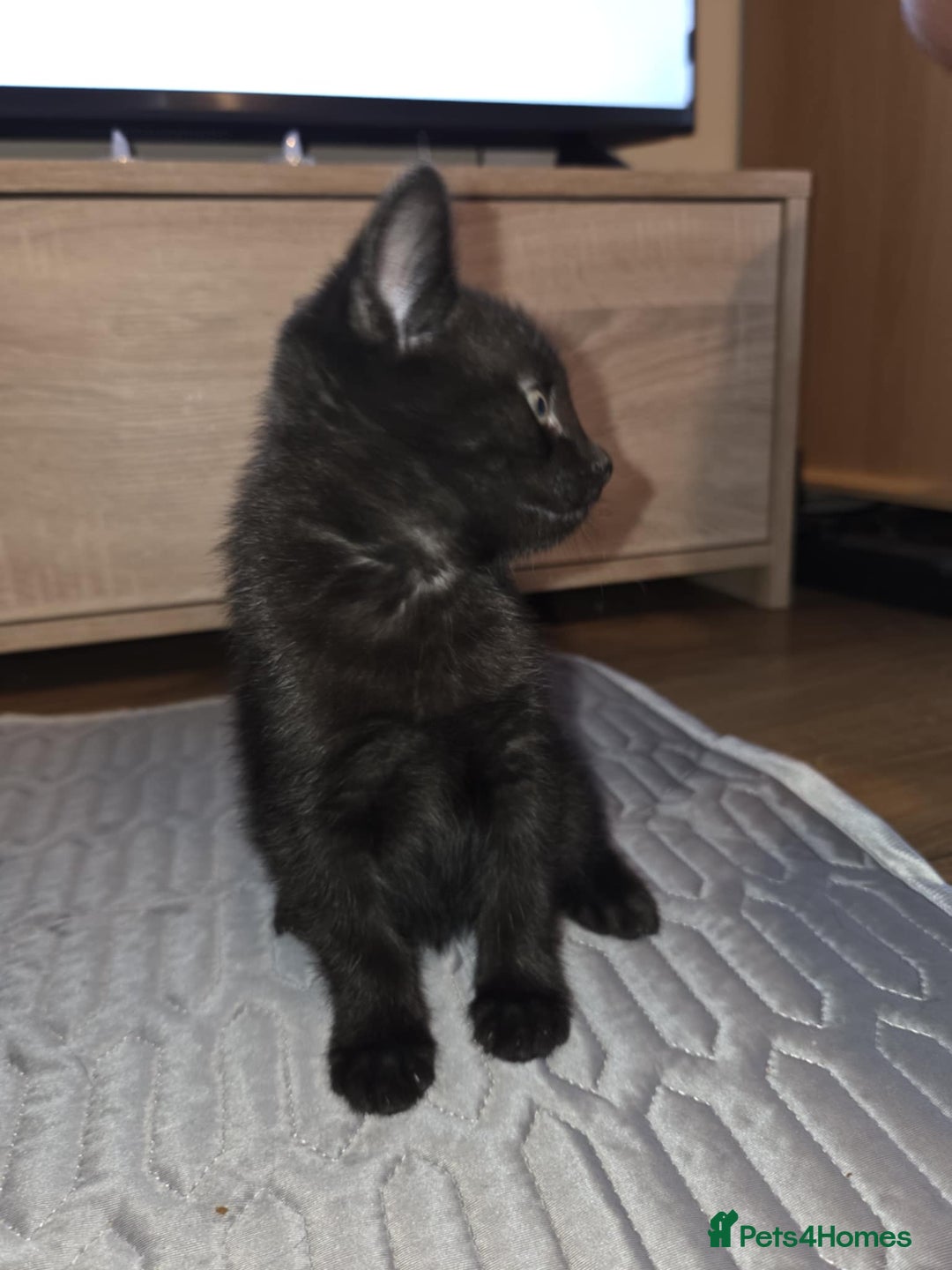 British Shorthair cats for sale: 🐱 KITTENS FOR SALE 🐱 - Image 3