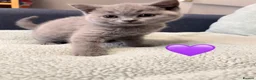British Shorthair cats for sale: Chunky British Shorthair Kittens - Advert 3