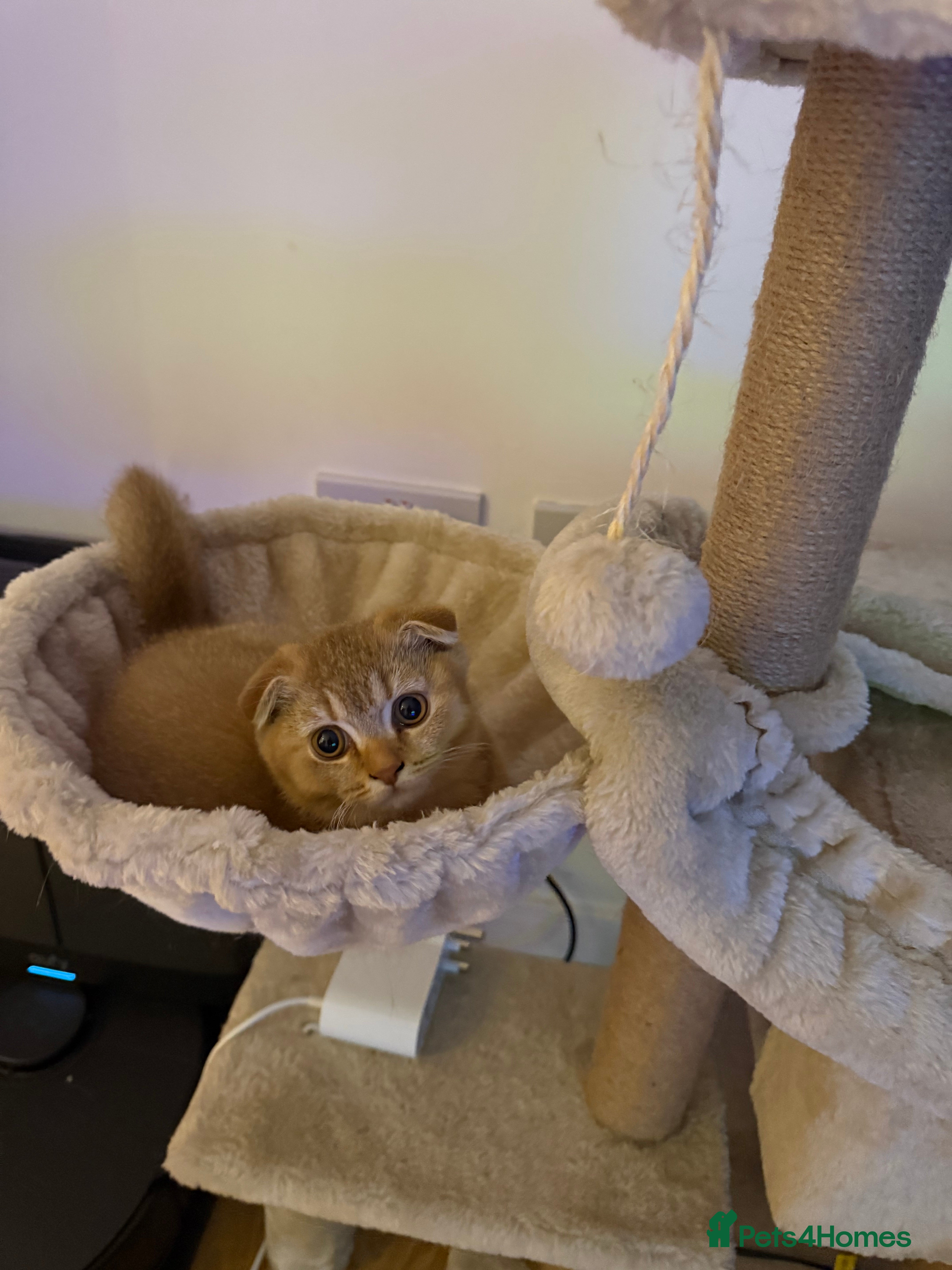 Scottish Fold cats Adorable British shorthair kittens rare  - Advert 2