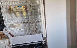 Cockatiels birds for sale: A young couple of cockateils with the cage. - Image 1