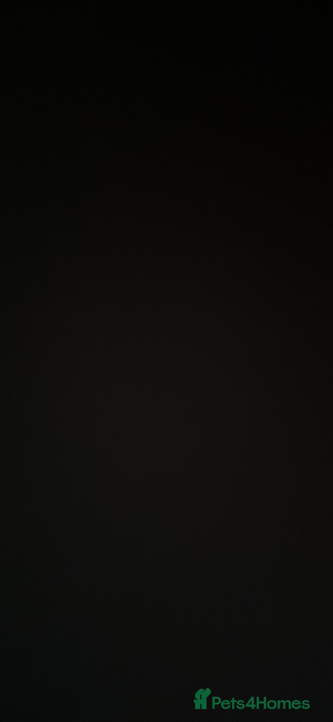 Gerbil rodents for sale: 2x FEMALE gerbils  - Advert 1