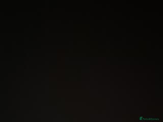 Gerbil rodents 2x FEMALE gerbils - Advert 1