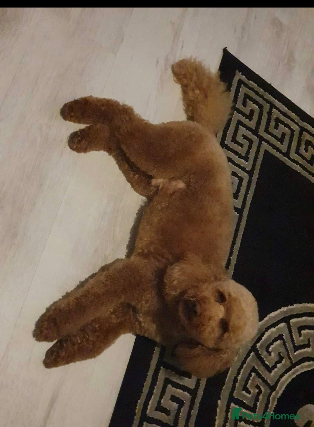 Miniature Poodle dogs for stud: Red Miniature Poodle Stud package Available  in Southampton - Advert 8