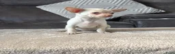 Chihuahua dogs for sale: Chihuahua puppy’s  - Advert 12
