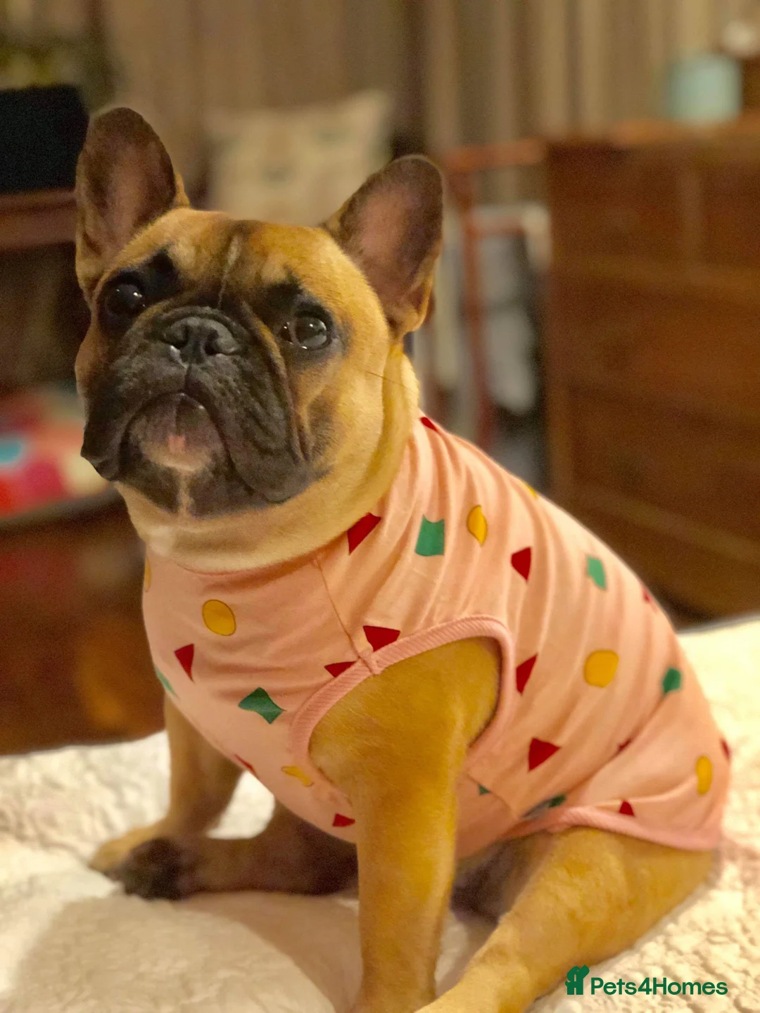 French Bulldog dogs for stud: Henri show winning red fawn stud  - Advert 28