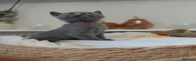Orange Collar - Girl RESERVED