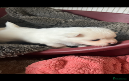 Mixed Breed dogs for sale: Jack Russel cross Pomeranian  - Image 5