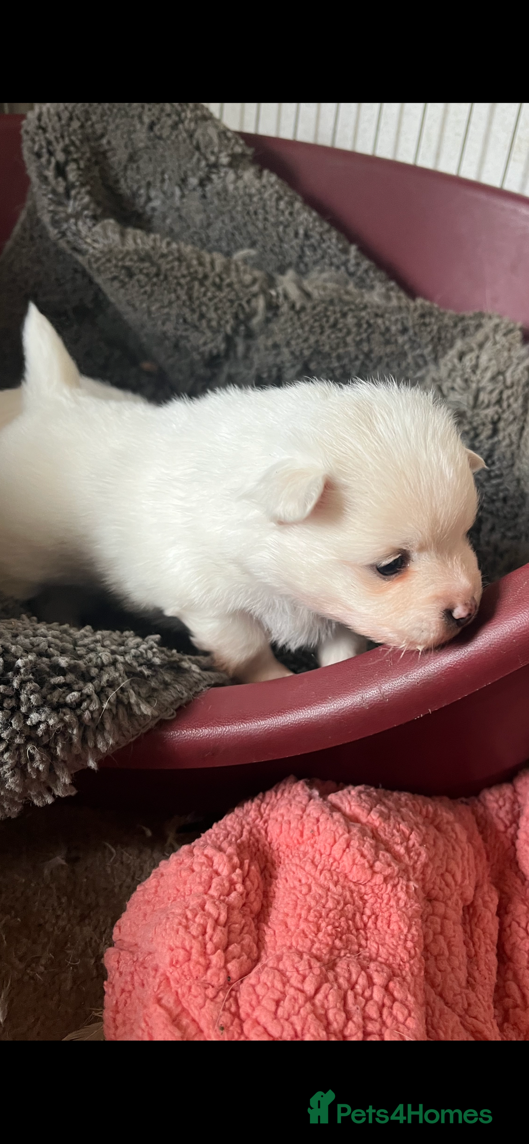 Mixed Breed dogs for sale: Jack Russel cross Pomeranian  - Image 5