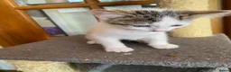 British Shorthair cats for sale: British Short Hair Kitten in Ilford - Advert 6
