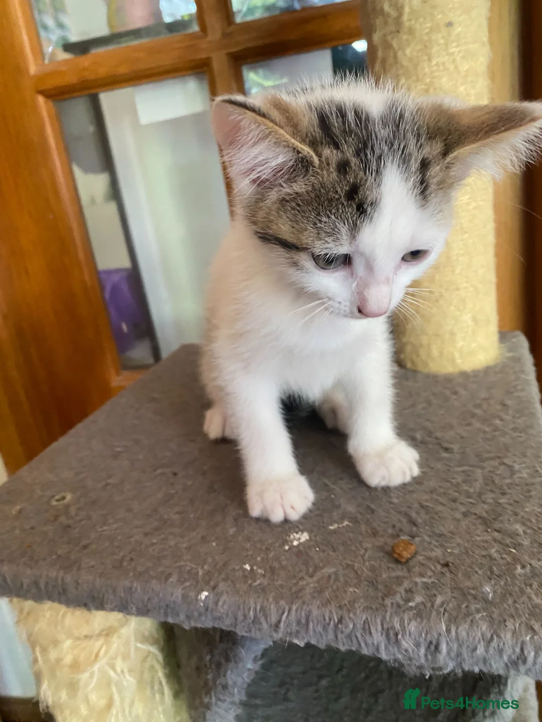 British Shorthair cats for sale: British Short Hair Kitten in Ilford - Advert 6