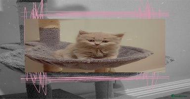 British Shorthair cats - Advert 4