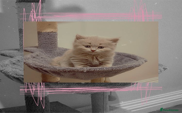 British Shorthair cats - Advert 2