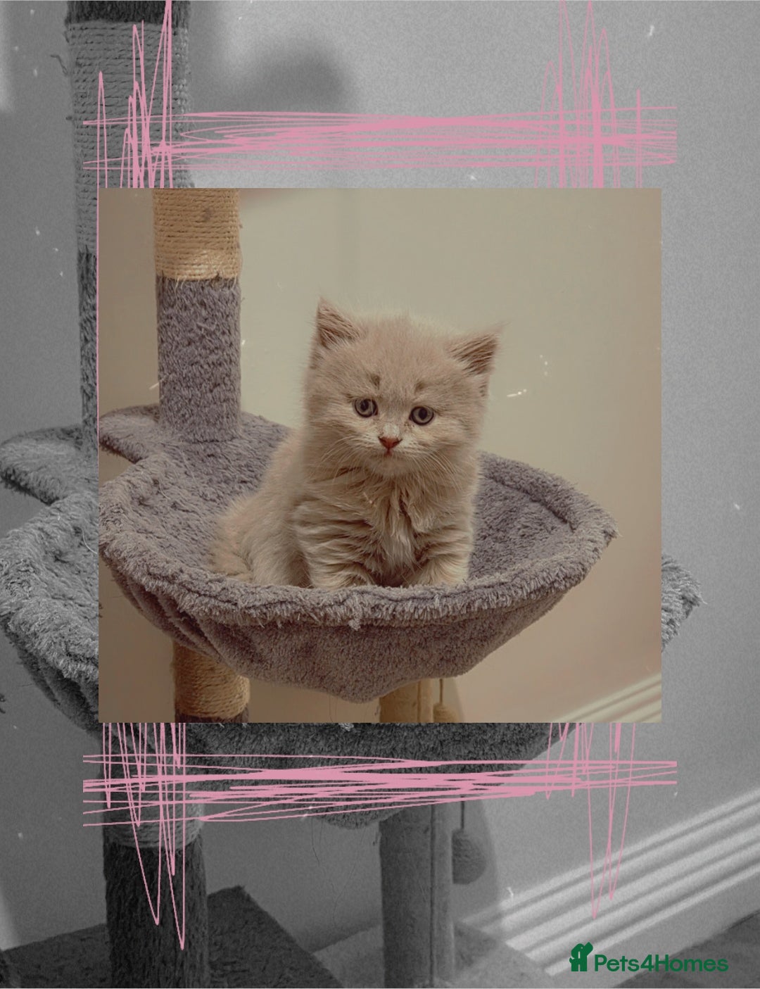 British Shorthair cats for sale: Britishshort Hair Female (Last one) ♡ - Advert 3