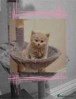 British Shorthair cats - Advert 4