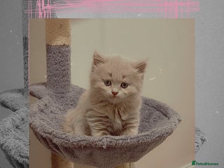 British Shorthair cats - Advert 27
