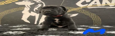 Cane Corso Puppy 1