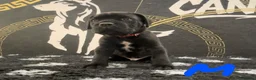 Cane Corso dogs for sale: Cane corso puppies in Rochford - Advert 15