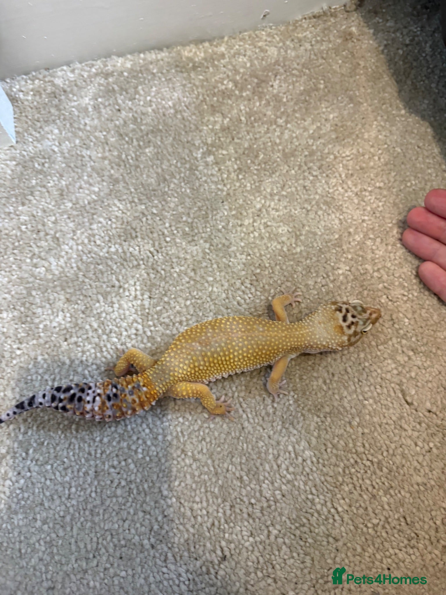 Leopard Gecko reptiles Leopard gecko  - Advert 1