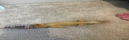 Leopard Gecko reptiles for sale: Leopard gecko  - Advert 1