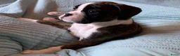 Boxer dogs for sale: Exceptional KC Health Tested Boxers - Advert 9