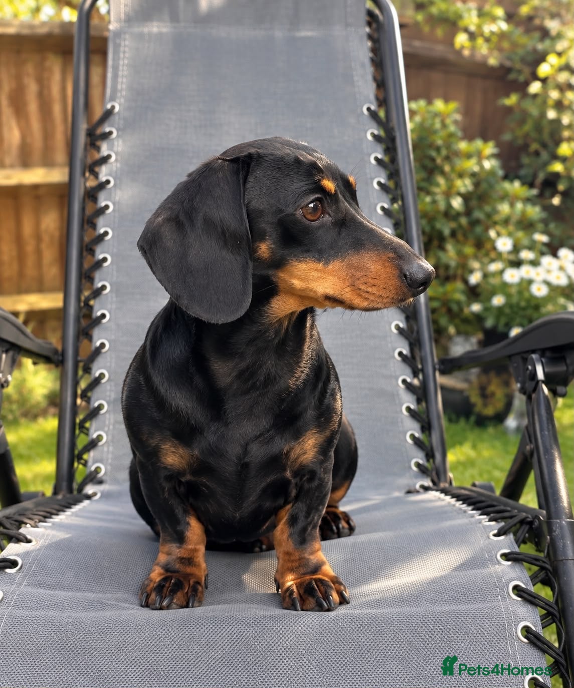 Miniature Dachshund dogs For stud duties only - Advert 1