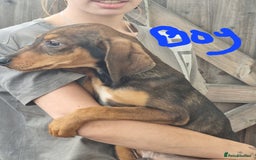 Mixed Breed dogs for sale: Doberman X Labrador puppies  - Image 1