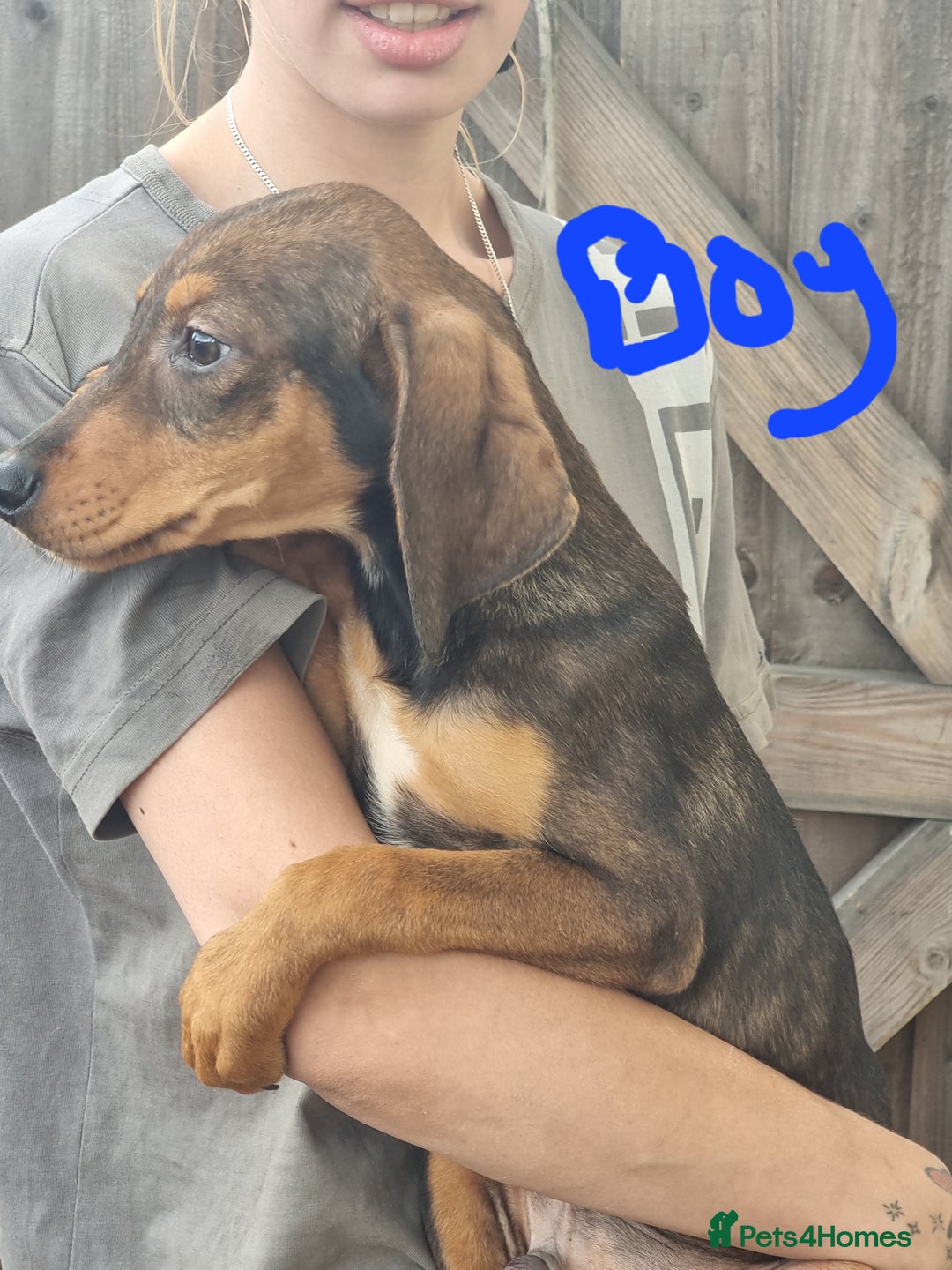 Mixed Breed dogs for sale: Doberman X Labrador puppies  - Image 1