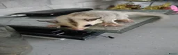 Sugar Glider rodents for sale: Stunning baby sugar gliders  - Advert 24