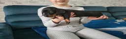 Miniature Dachshund dogs for sale: Mini dachshund short hair  stunning 4 puppies - Advert 26