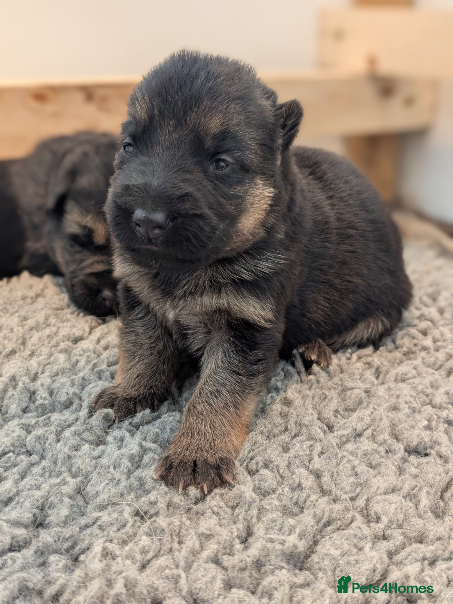German Shepherd dogs RKC Reg Champion-Line Pups, Health tested Parents - Advert 2