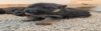 German Shepherd Puppy Female (available)