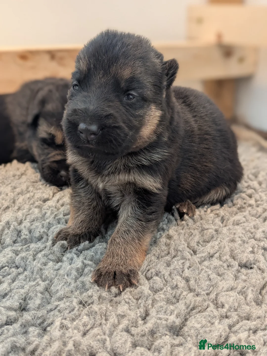 German Shepherd dogs for sale: RKC Reg Champion-Line Pups, Health tested Parents - Advert 2