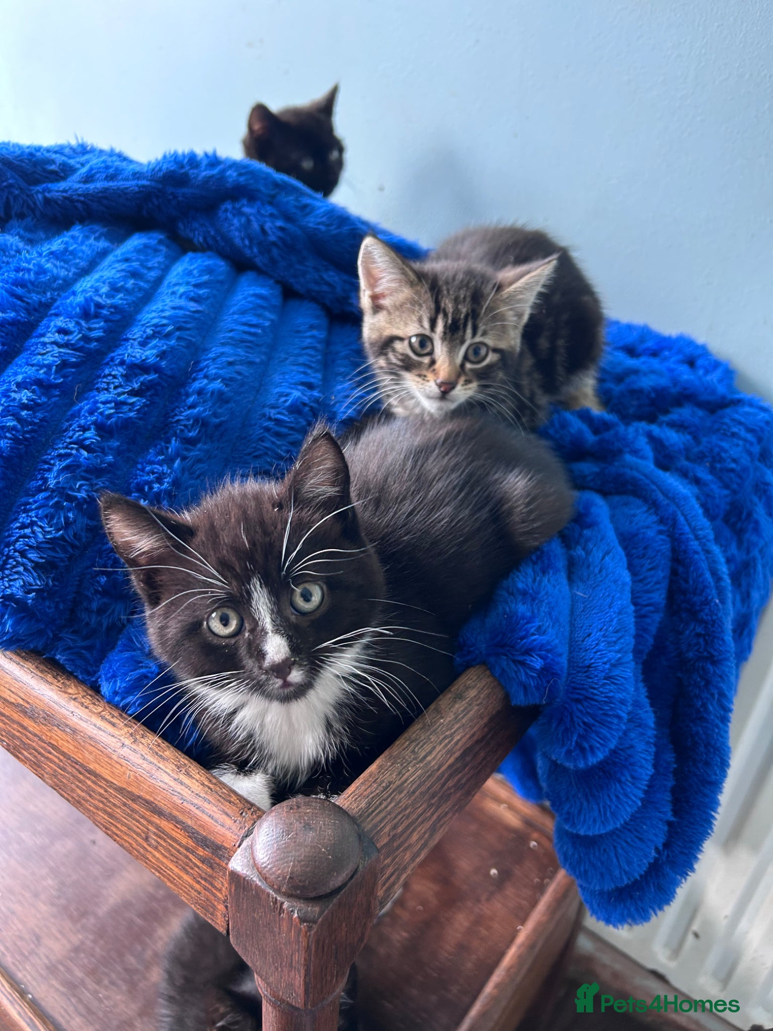 Mixed Breed cats Four lovely kittens - Advert 12